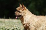 NORWICH TERRIER 059